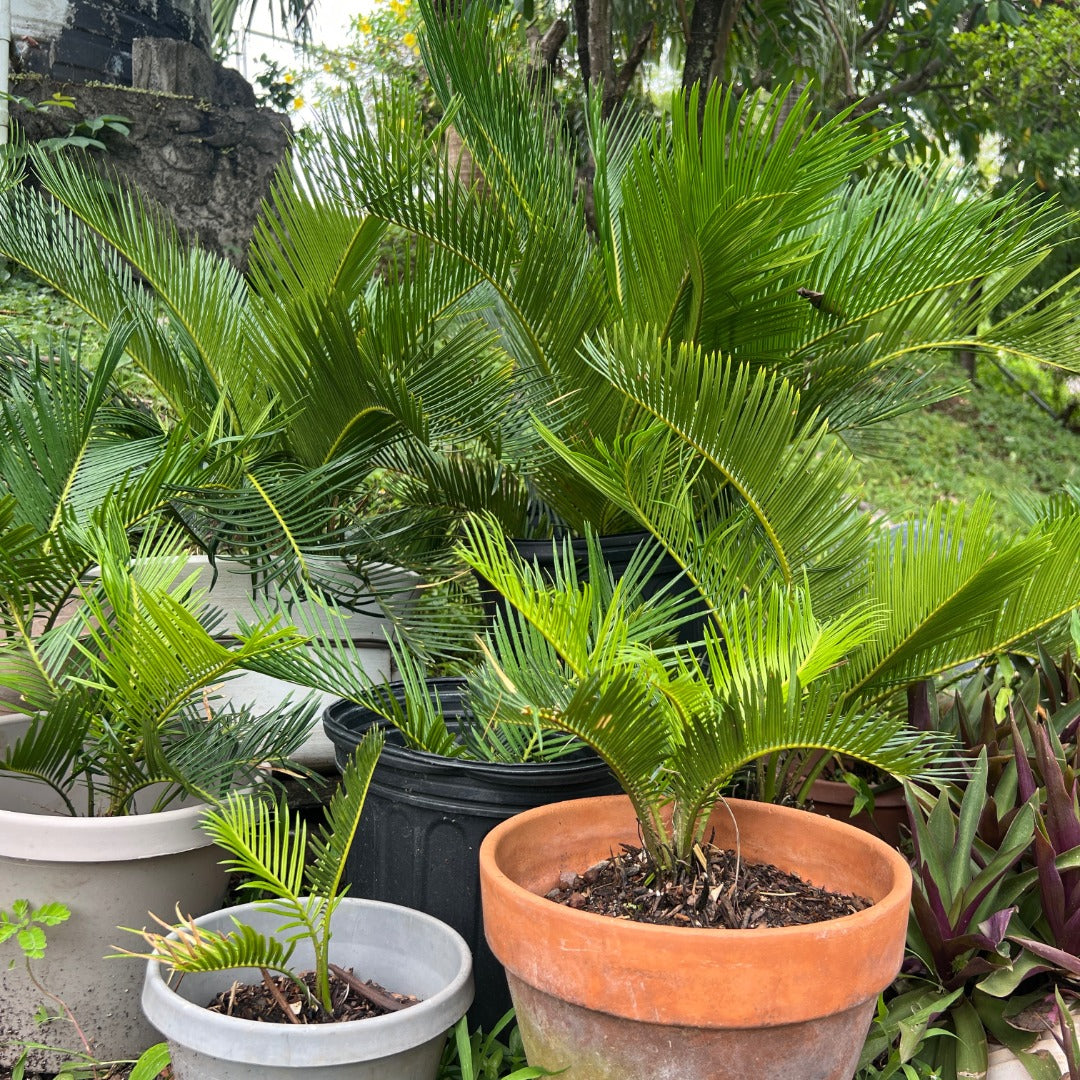 Sago Palm (Cycas Revoluta)