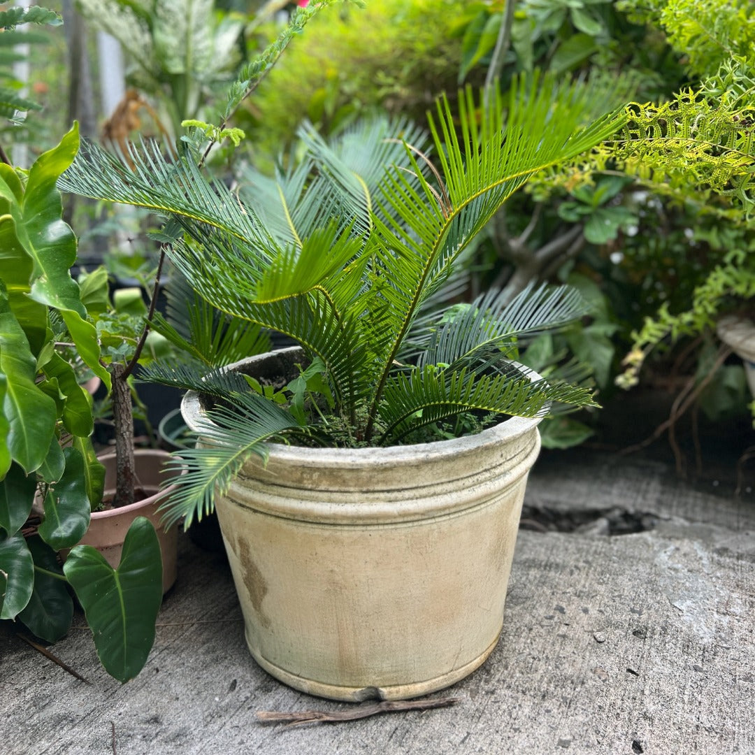 Sago Palm (Cycas Revoluta)