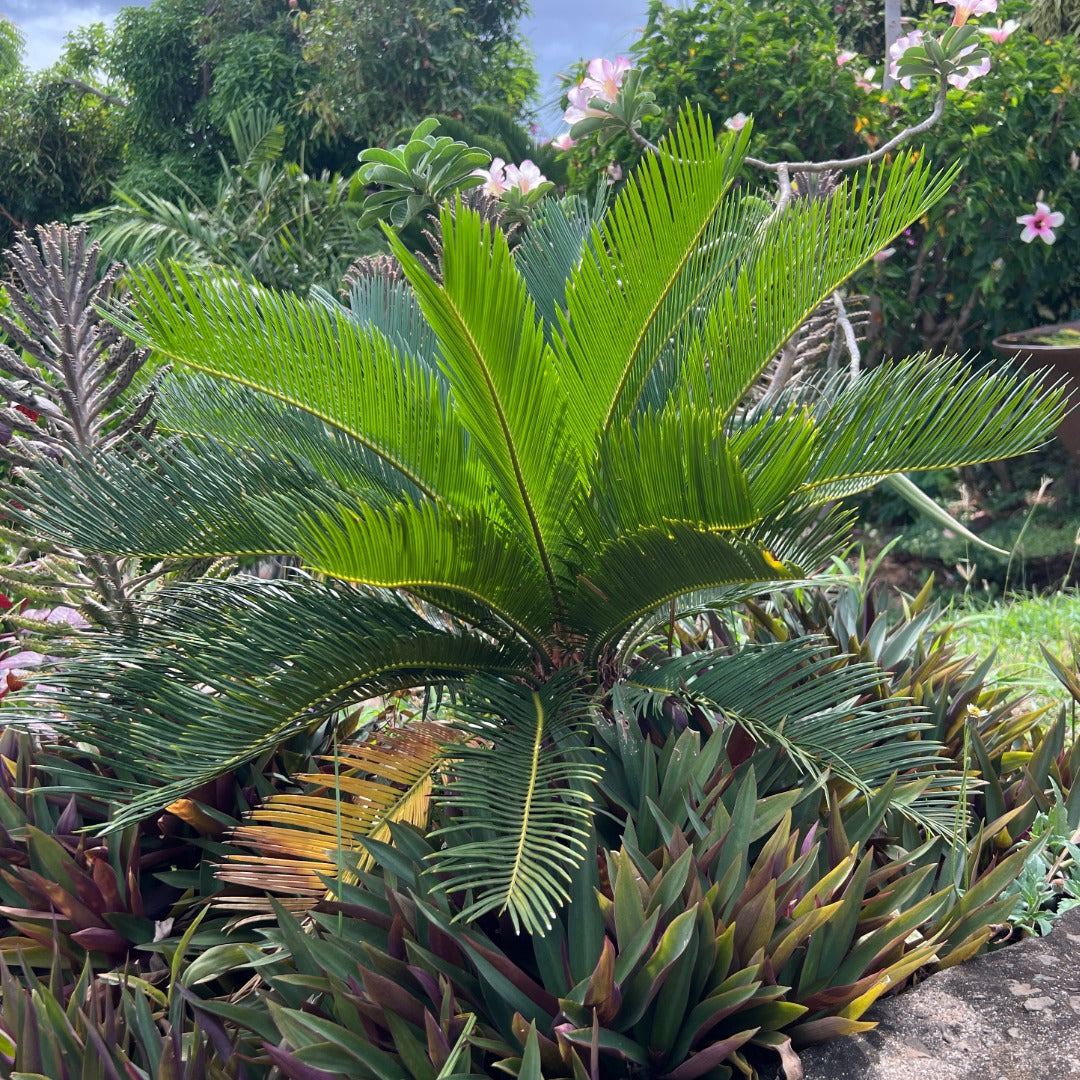 Sago Palm (Cycas Revoluta)