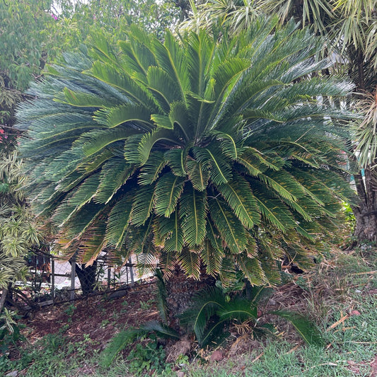 Sago Palm (Cycas Revoluta)